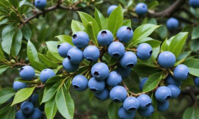 japanese blueberry tree