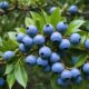 japanese blueberry tree