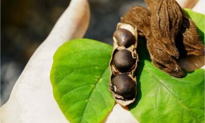 What Is Mucuna Pruriens and Why Is It Trending in the Wellness Space