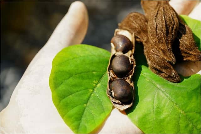 What Is Mucuna Pruriens and Why Is It Trending in the Wellness Space
