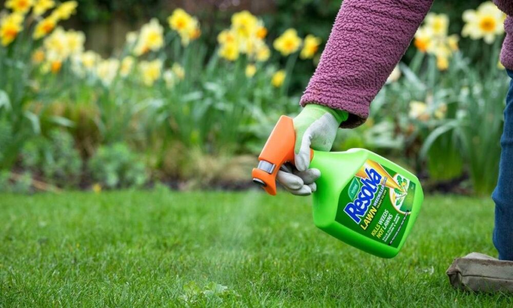 best lawn weed killer