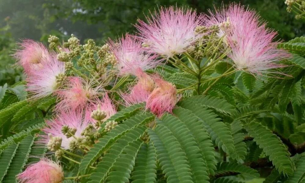 Mimosa hostilis