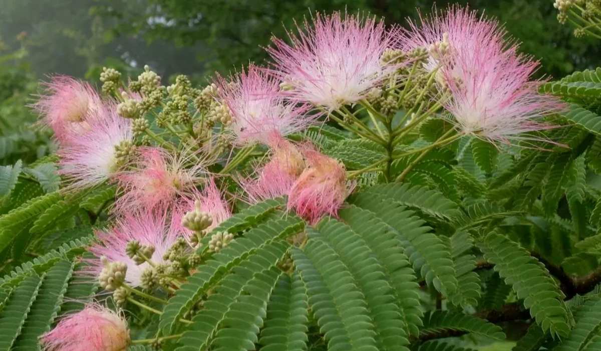 Mimosa hostilis