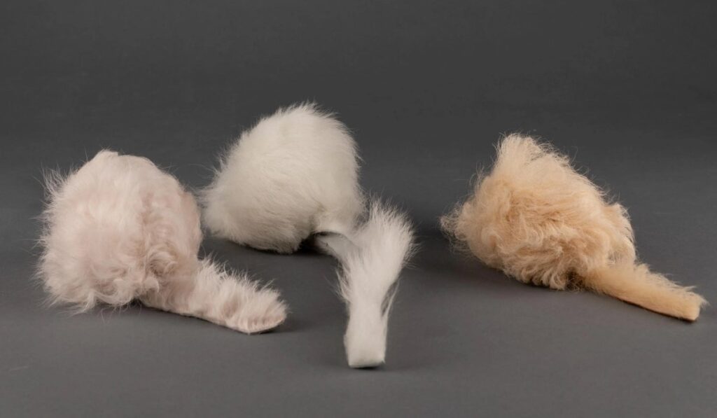 heardfurball852